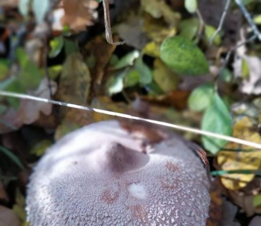 Ciupercuța și cocorul