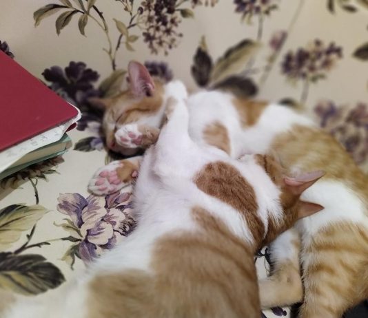 Motanii aristocraţi