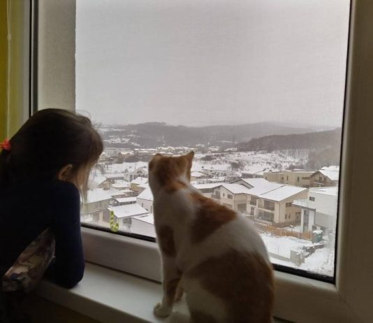 Hora fulgilor steluță